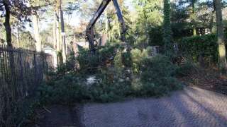 rooien van een pinus nigra zwarte den in Vught afvoeren van takken en dikhout